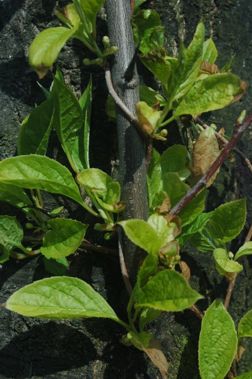 Schisandra plant
