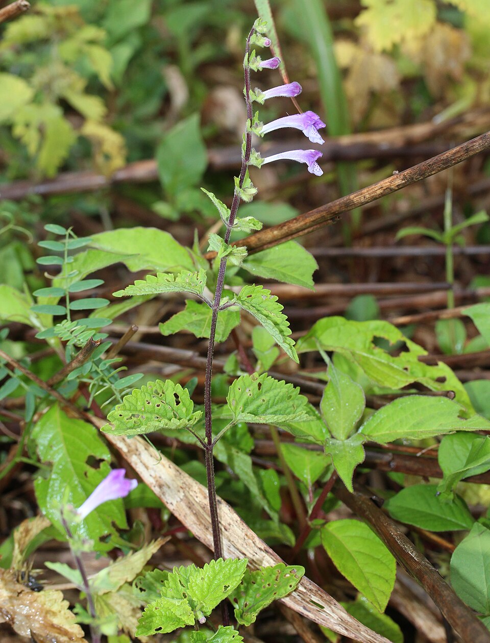 Scutellaria plant