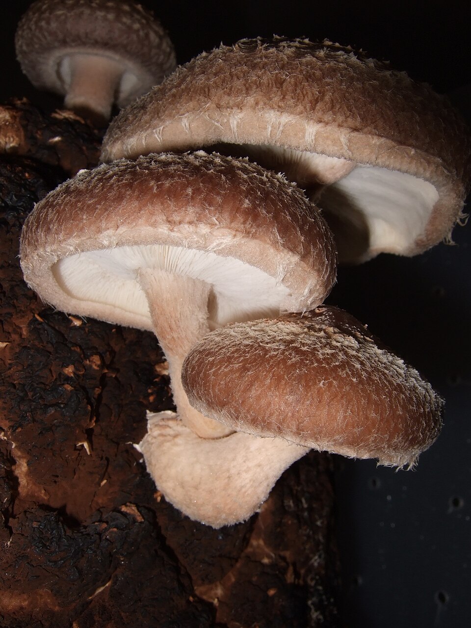 Shiitake plant