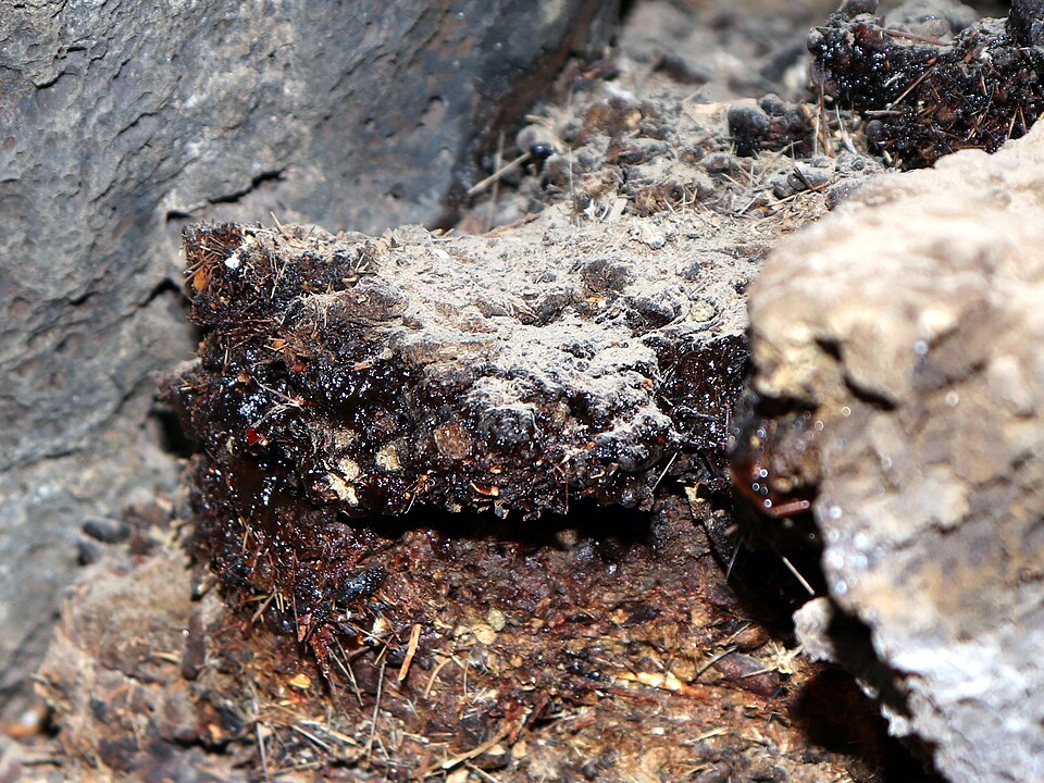 Shilajit plant
