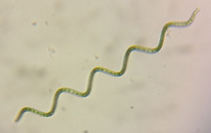 Spirulina plant