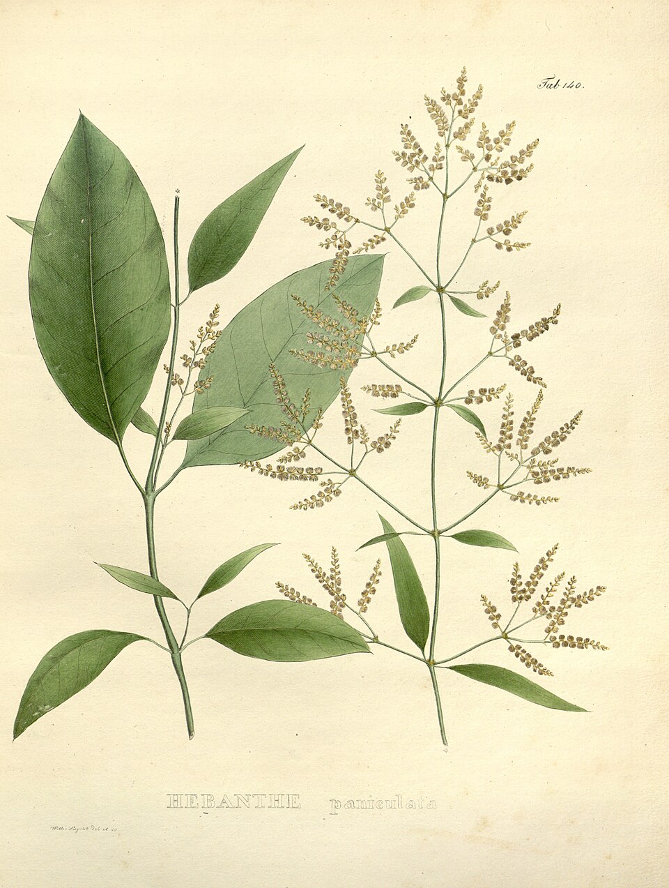 Suma plant