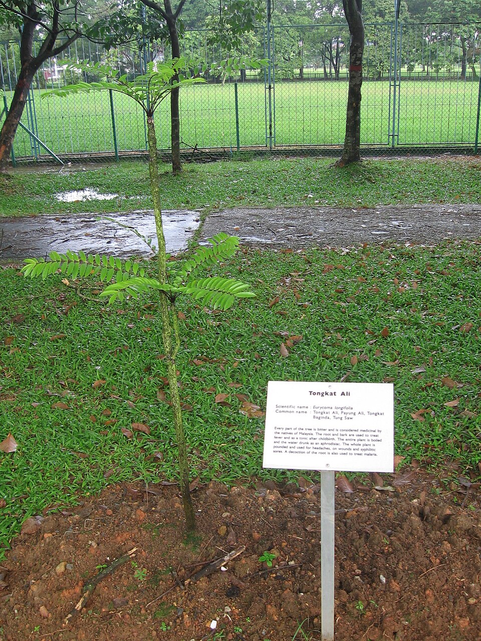 Tongkat Ali plant