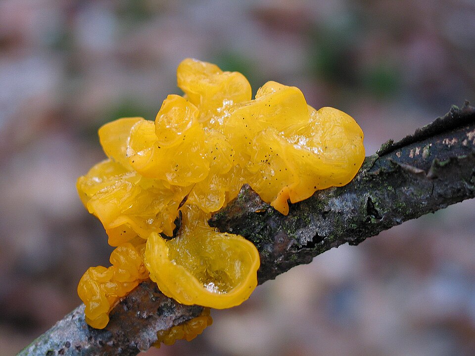 Tremella plant