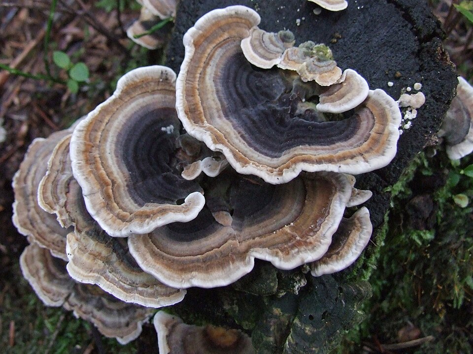 Turkey Tail Mushroom plant