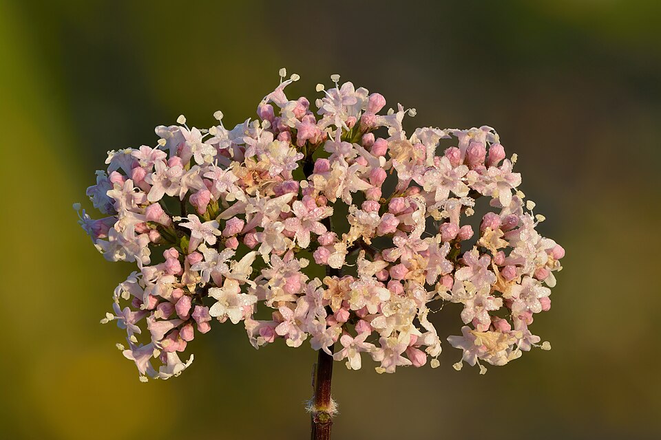 Valerian Root plant